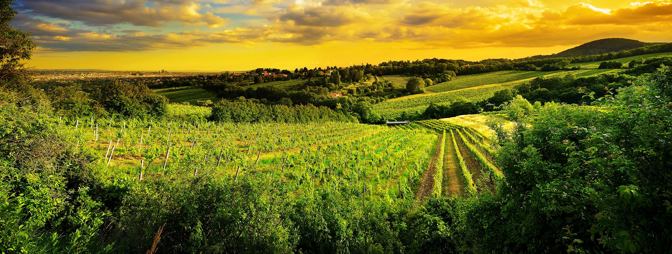 Mit einen Planwagen die Weinrouten durch den Rheingau fahren.