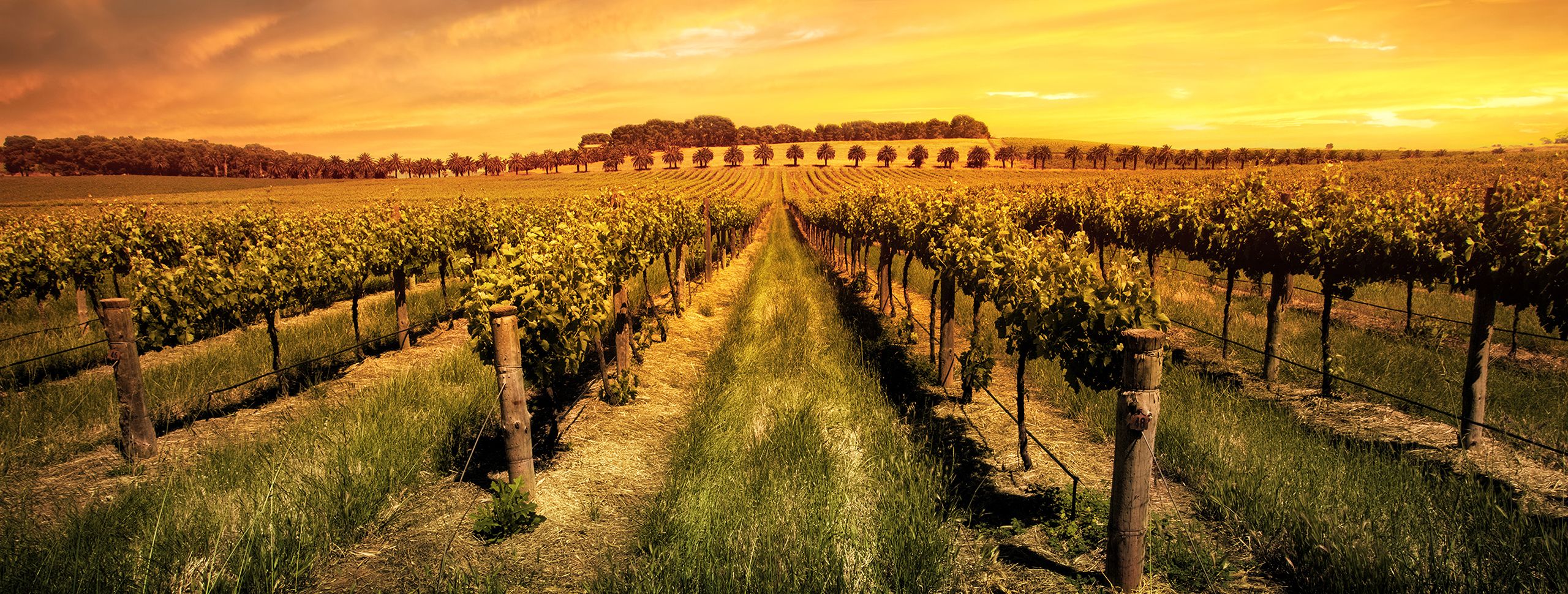 Der Weinbergexpress führt Sie durch verborgene Weinpfade an die Sehenswürdigkeiten des Rheingaus.