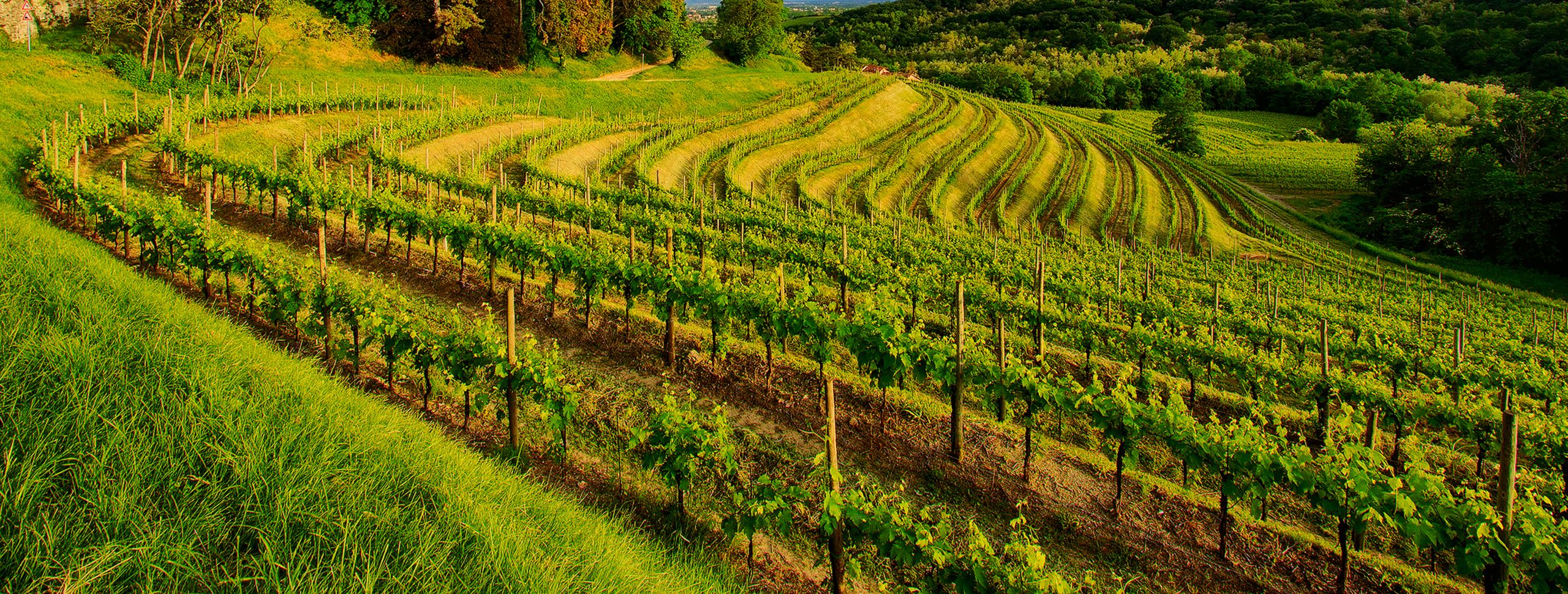 Planwagenfahrten erfeuen sich immer größerer Beliebtheit.